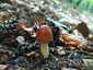 Rőt selyemgomba (Amanita fulva), Zemplén